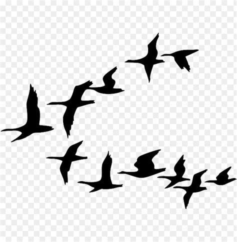 Black And White Birds Clipart Clip Art Library