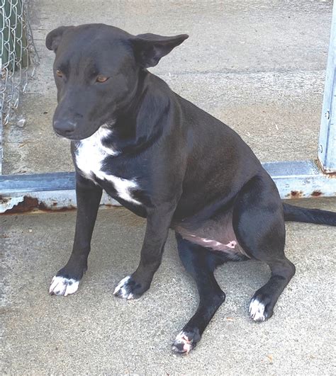 Black Lab Pitbull Mix Female