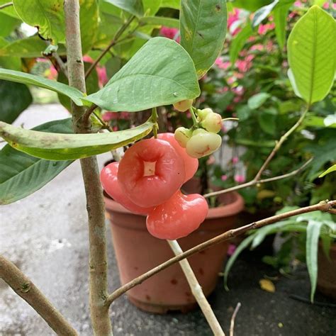 Wax Jambu Grafted Syzygium Samarangense
