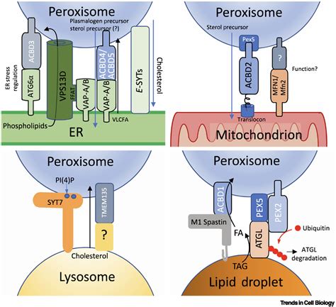 The Peroxisome An Up And Coming Organelle In Immunometabolism Trends