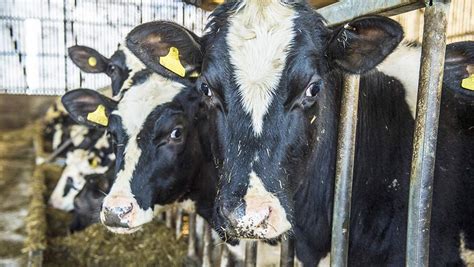 Outlook 2019 Rising Dairy Costs To Necessitate Efficiencies Farmers Weekly