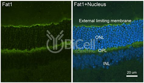 fat antibody bicell scientific