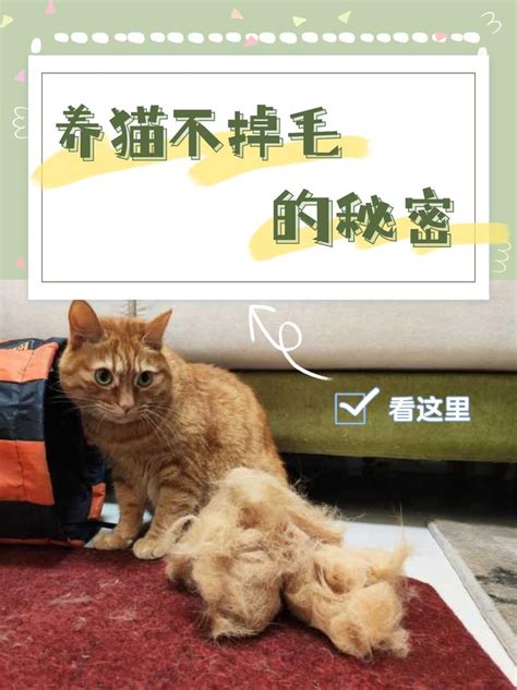 猫咪掉毛看这里！！！养猫5年教你拒绝掉毛怪 知乎