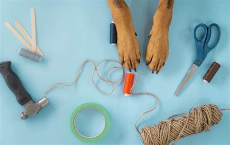 Zelf Denkspellen Maken Voor Je Hond Diy Idee N Hondtrainen Nl