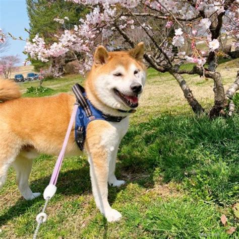 【犬の里親募集】岩手県・柴犬・とっても柴犬らしい柴犬・人間大好き男の子（id2206 01521）｜ハグー みんなのペット里親情報