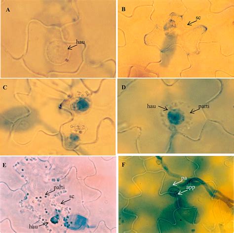 Characterization Of Polygenic Resistance To Powdery Mildew In Tomato At