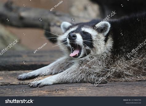 1,955 Sleeping Raccoon Images, Stock Photos & Vectors | Shutterstock