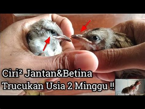 Tips Cara Membedakan Ciri Burung Trucukan Jantan Dan Betina Usia