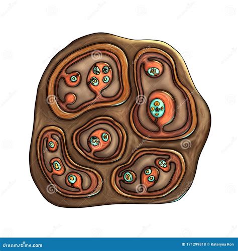 Echinococcus Multilocularis Morphology