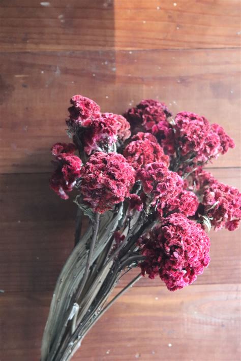 Dried Celosia ‘Chief Red’