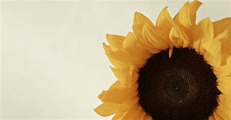 Close-up Footage Of A Sunflower Free Stock Video Footage, Royalty-Free ...