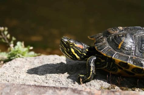 Yellow Bellied Slider Tank Setup