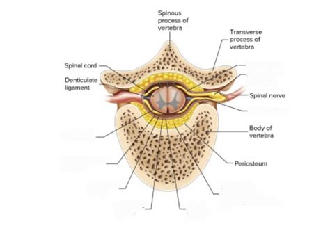 Meninges And Spaces Spinal Cord Diagram Quizlet