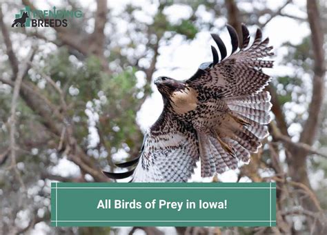 All 13 Birds of Prey in Iowa-template | Trending Breeds