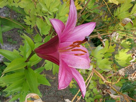 Purple Prince лилия - фото - выращивание и уход, посадка, размножение ...