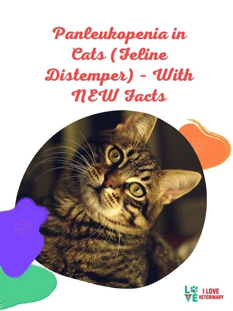 Panleukopenia In Cats Feline Distemper With NEW Facts I Love