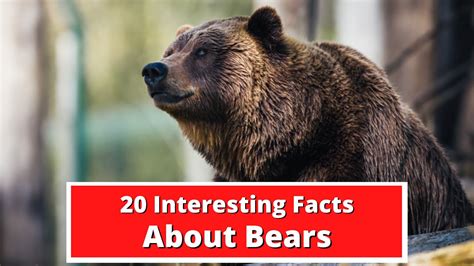 20 Interesting Facts About Bears Global Facts Youtube