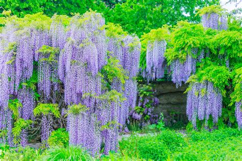 Japanese Wisteria Floribunda Rare Vine Flowering Purple