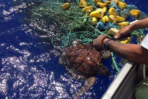 Il sauve une tortue prise dans des filets Polynésie la 1ère