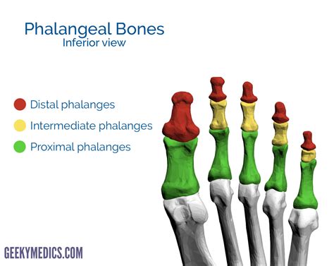 Bones of the Foot | Tarsal bones - Metatarsal bone | Geeky Medics