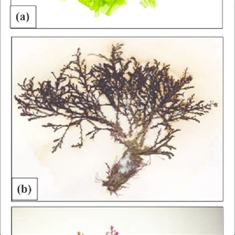 Collected Marine Macroalgal Species A Ulva Lactuca B Cystoseira