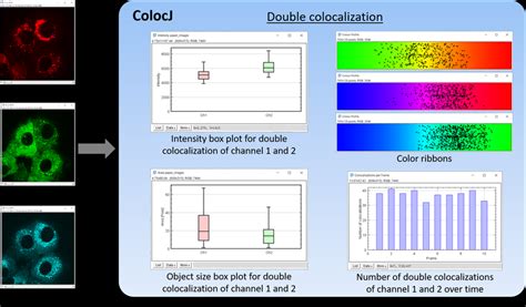 Double Colocalization Analysis Of Hcv Live Cell Image Sequence With