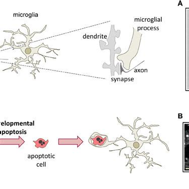 Three Step Model Of Microglial Phagocytosis In Physiological