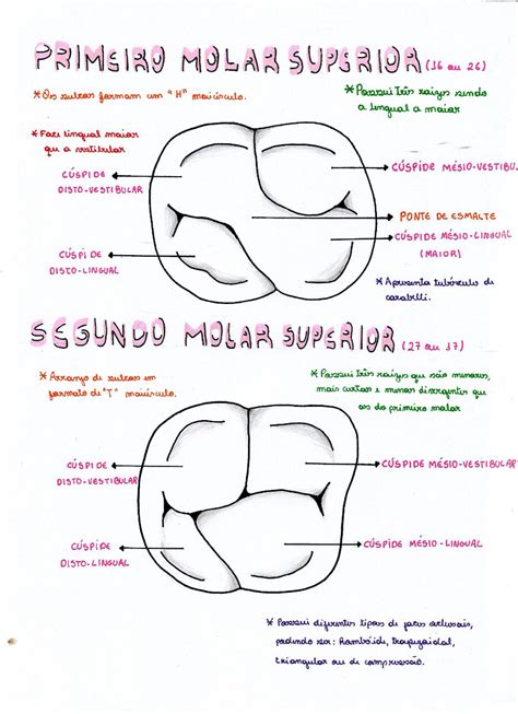 Anatomia Do Segundo Molar Superior BRAINCP