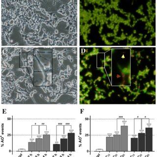 Representative Phase Contrast Images Demonstrating Morphological