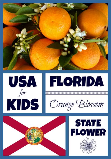 Florida State Flower Facts They Were All Right Binnacle Diaporama
