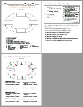 Circular Flow Model Diagram by Hunnibadger | Teachers Pay Teachers