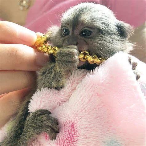 Beautiful Pygmy Marmoset Monkey for Sale – Hazel, Female, 8 Months Old ...