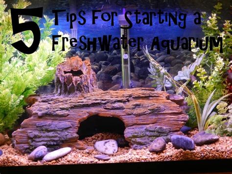 5 Tips For Starting A Freshwater Aquarium Beyond The Setup Guide