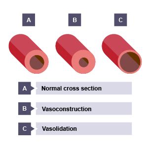 Structure And Function Of Blood Vessels Structure And Function Of