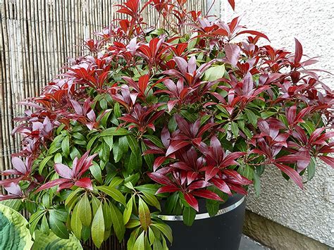 Growing Pieris Japonica Katsura In A Pot Aberdeen Gardening