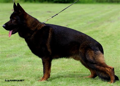 Von Forell Australia - Breeders of Healthy Working Dobermanns and ...