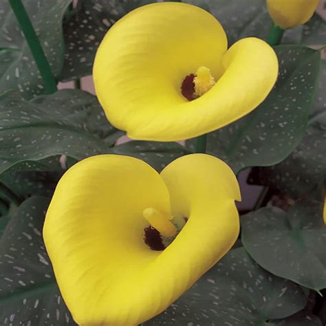 2 5 Qt Yellow Be My Sunshine Calla Lily Hybrid Zantedeschia Perennial