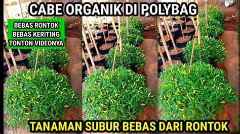 CARA MENANAM CABE DI POLYBAGSANGAT MUDAH DI LAKUKAN YouTube