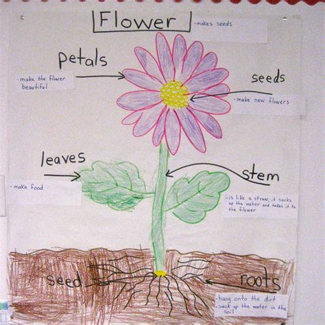 Charting The Parts Of A Plant And A Flower Parts Of A Plant Anchor Nbkomputer