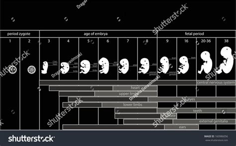 Fetus Development Pregnancy Stages Stock Illustration 160986056 ...