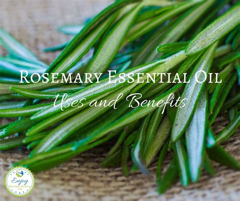 11 Amazing Rosemary Essential Oil Uses For Home And Health Enjoy Natural Health Essential Oils