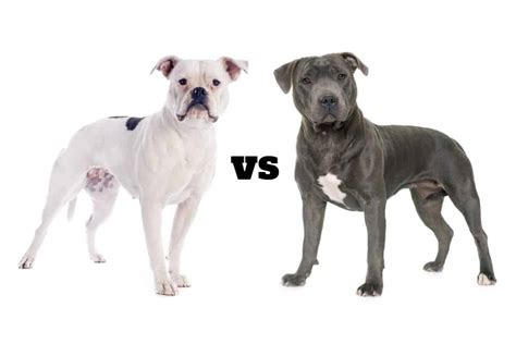 American Bulldog vs. Pitbull: What’s the Difference?