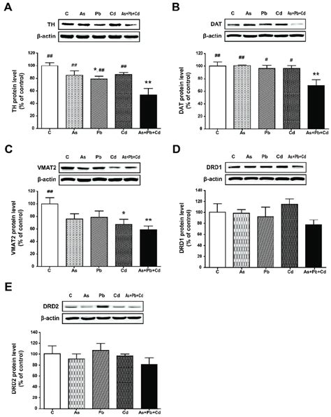 Relative Protein Expression Levels Of Tyrosine Hydroxylase Th A Download Scientific