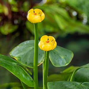 Nuphar Lutea – Pondtrends