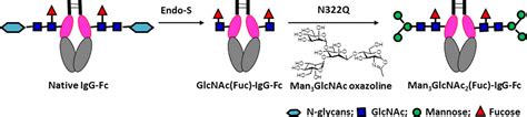 Remarkable Transglycosylation Activity Of Glycosynthase Mutants Of Endo