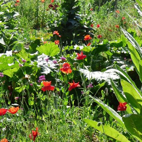 küchengarten nutzgarten gemüse anbauen sommerblumen terrasse