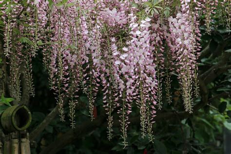 Glycine Grimpante Plante Photo Gratuite Sur Pixabay