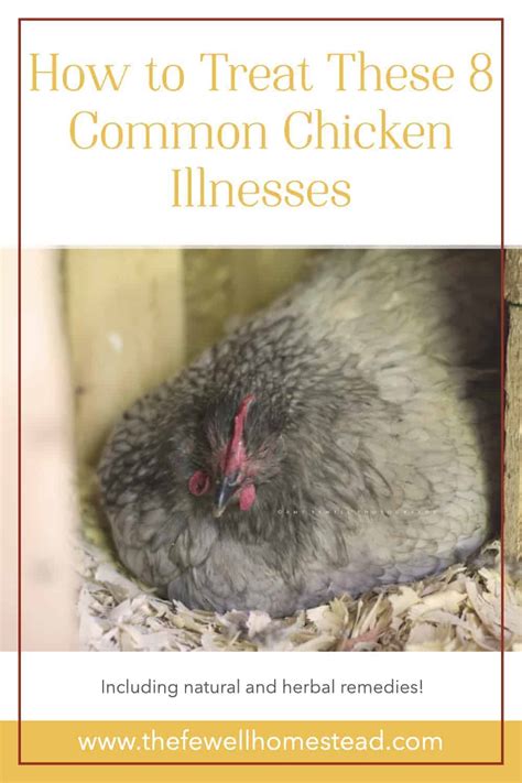 8 Common Chicken Illnesses And How To Treat Them Amy K Fewell