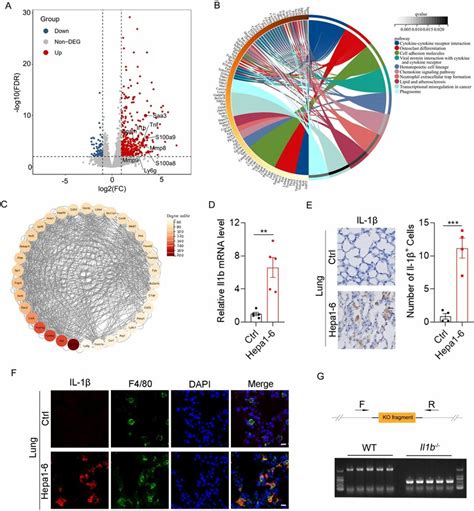 Increased Il1b In The Pre Metastatic Lung Of Orthotopic Hcc Xenografts