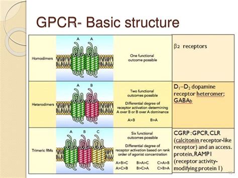 G Protein Coupled Receptors